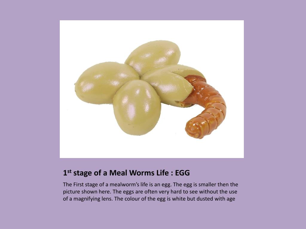 Stages Of A Mealworm Life Cycle