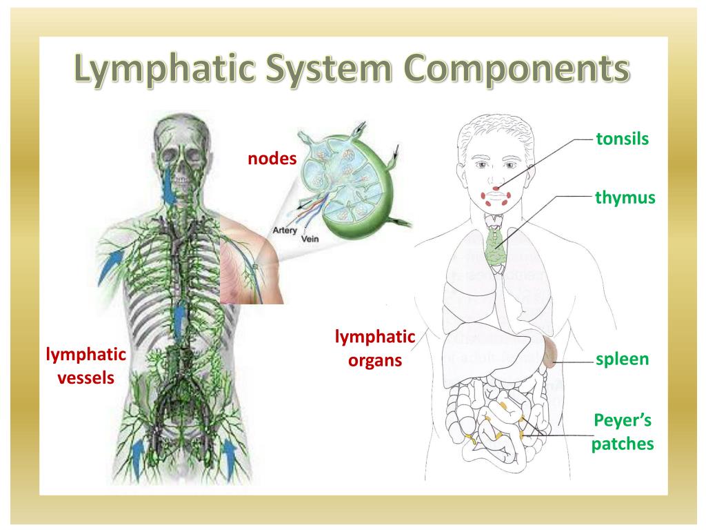 Components Of Lymphatic System