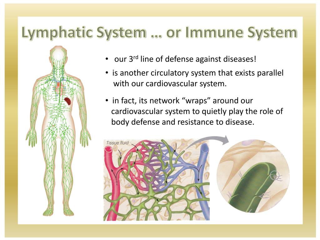 powerpoint presentation lymphatic system