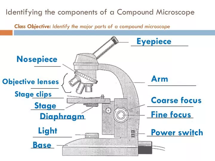 Ppt Parts Of A Compound Microscope Powerpoint Presentation Free ...