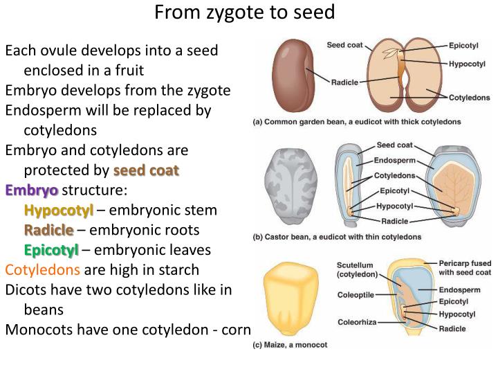 PPT - PLANTS PowerPoint Presentation - ID:2055706