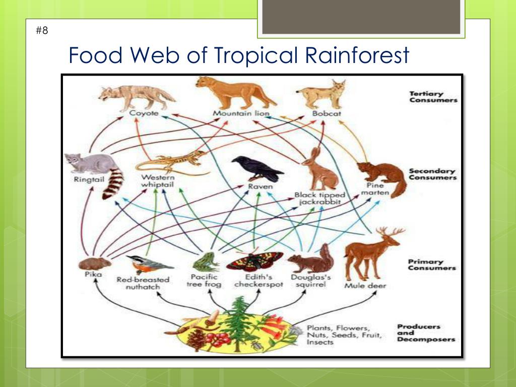 PPT - Tropical R ain F orest Biome PowerPoint Presentation, free ...