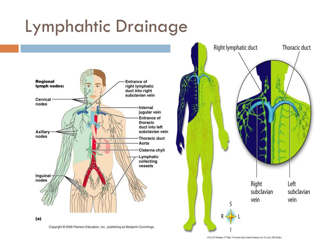 Lymphatic Drainage System Diagram