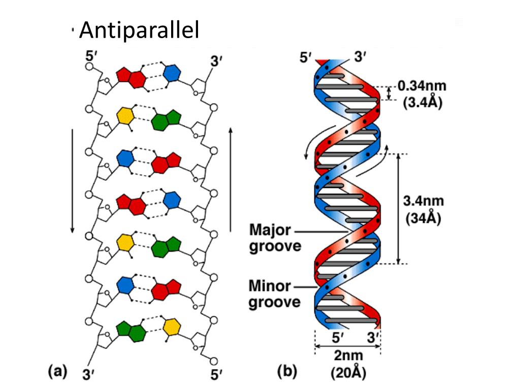 PPT - DNA and RNA PowerPoint Presentation, free download - ID:2080930