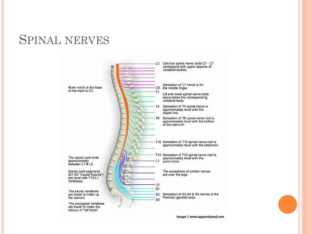 PPT - The Nervous System PowerPoint Presentation, free download - ID ...