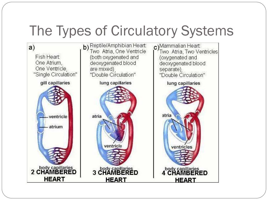 Phlebotomy Lesson 2 4 Types Of Circulation – NBKomputer