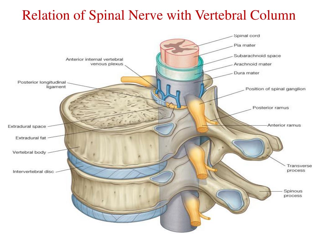 Spinal Column Nerve Anatomy