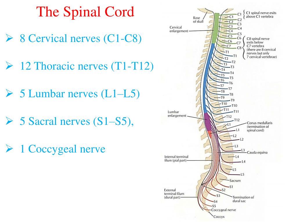 PPT - Spinal Cord PowerPoint Presentation, free download - ID:2155503