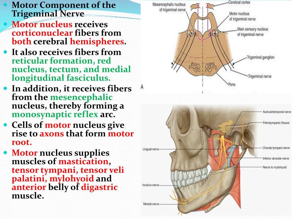 PPT - The Trigeminal Nerve PowerPoint Presentation, free download - ID ...