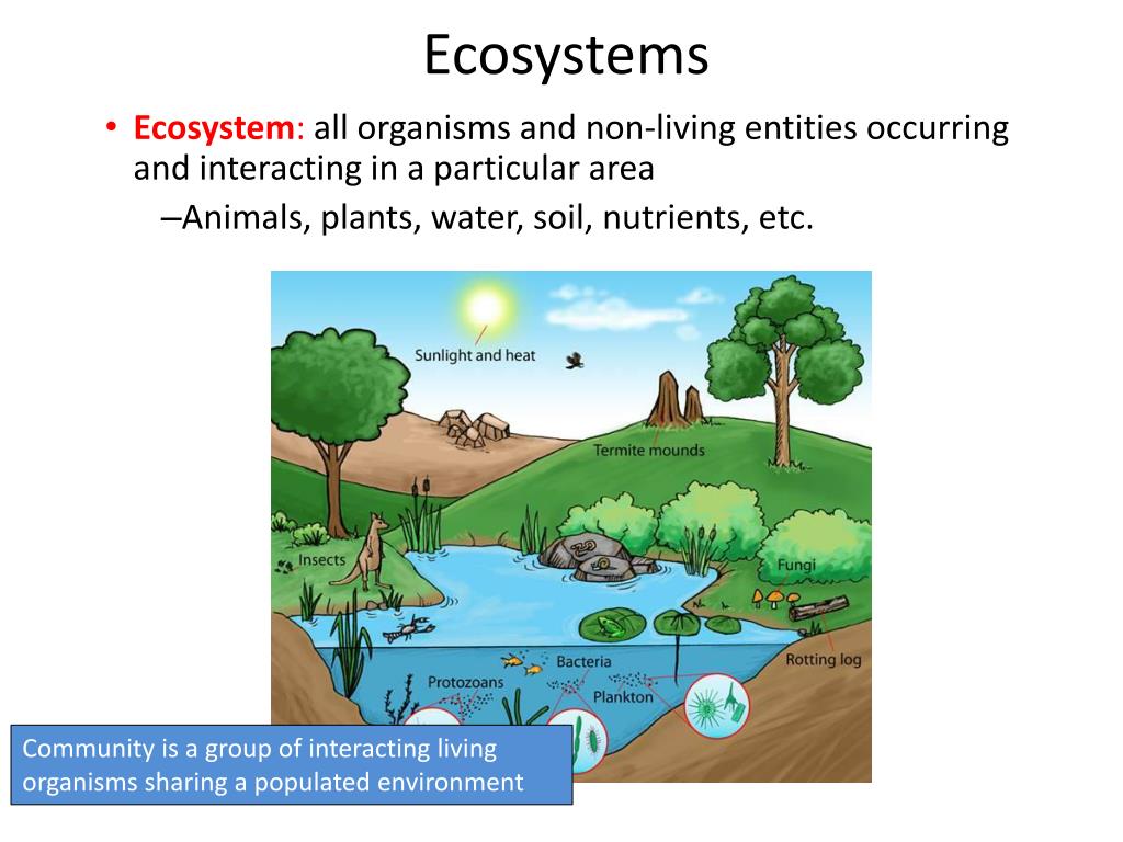 Ecosystem Ppt Template Free Download Printable Templa - vrogue.co