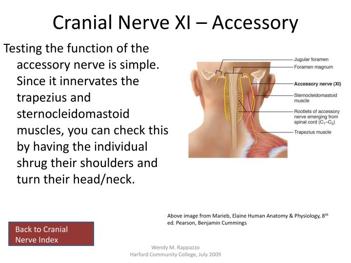 PPT - Cranial Nerves PowerPoint Presentation - ID:2245105