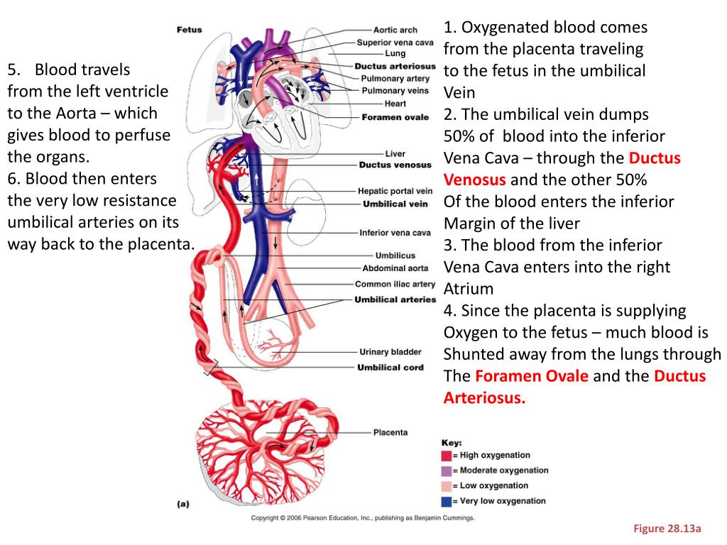 Fetal Circulation Ppt Flowchart - Image to u