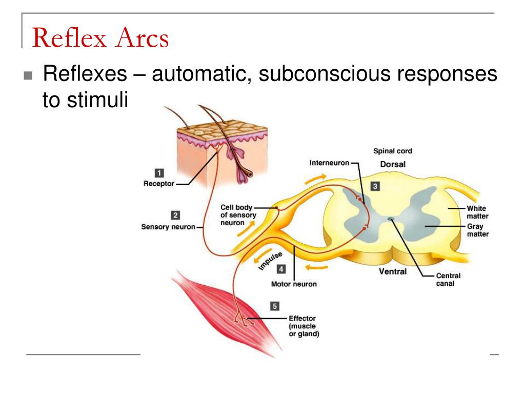 PPT - Nervous System PowerPoint Presentation, free download - ID:2263714