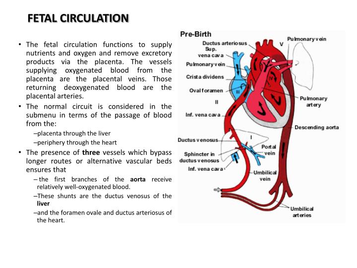 Fetal Circulation Ppt Flowchart - Image to u