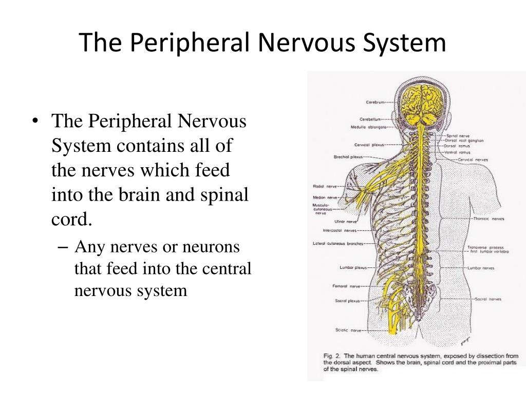 Peripheral Nervous System Anatomy