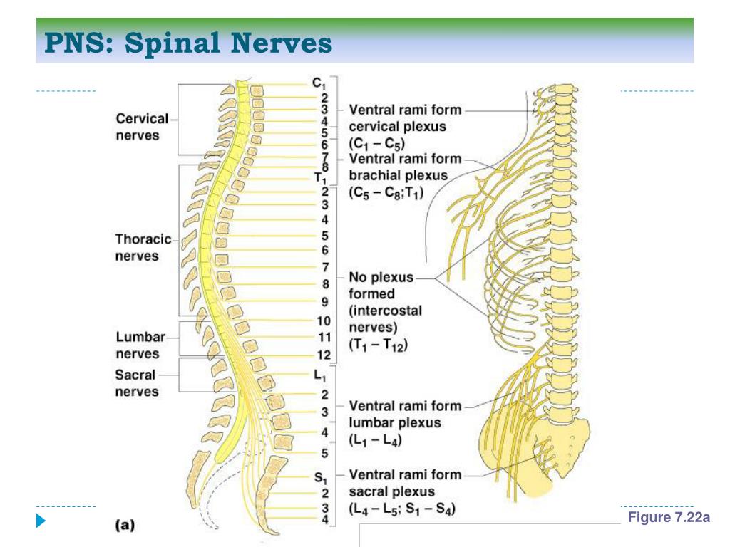 PPT - Chapter 7—The Nervous System Part 3 PowerPoint Presentation, free ...