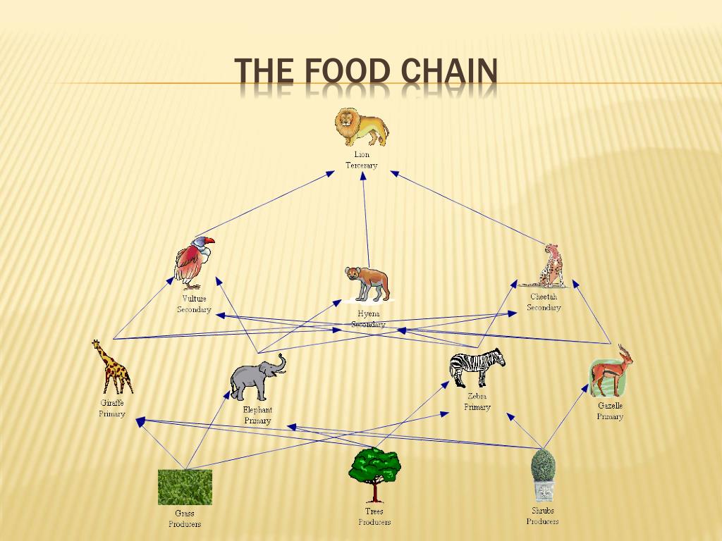 Food Chain And Food Web Savanna Card Sort Food Web Fo - vrogue.co