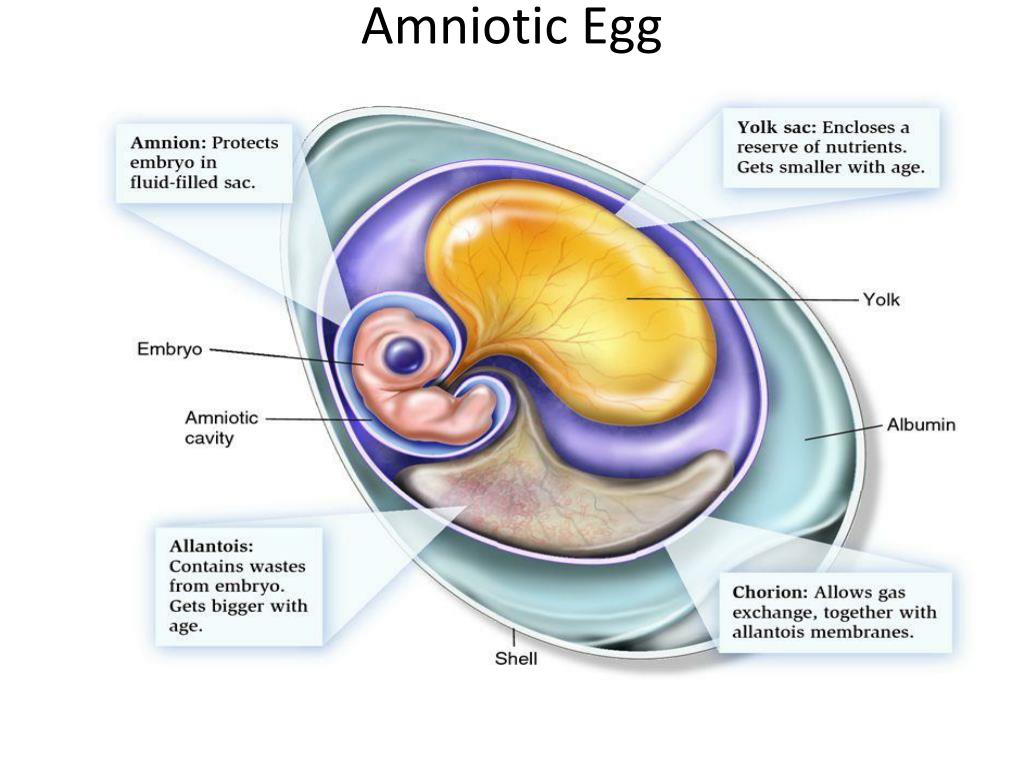 Labelled Diagram Of An Amniotic Egg Labeled Diagram | The Best Porn Website