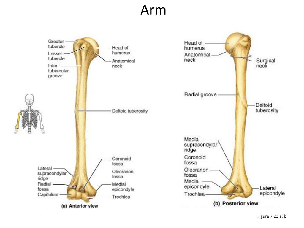 PPT - The Skeletal System PowerPoint Presentation, free download - ID ...