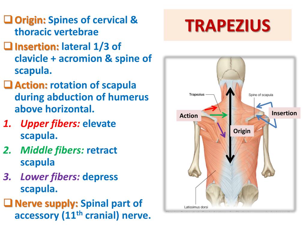 Trapezius Muscle Nerves