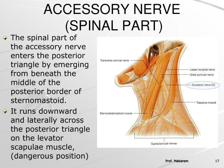 PPT - By Prof. Saeed Abuel Makarem PowerPoint Presentation - ID:2401813