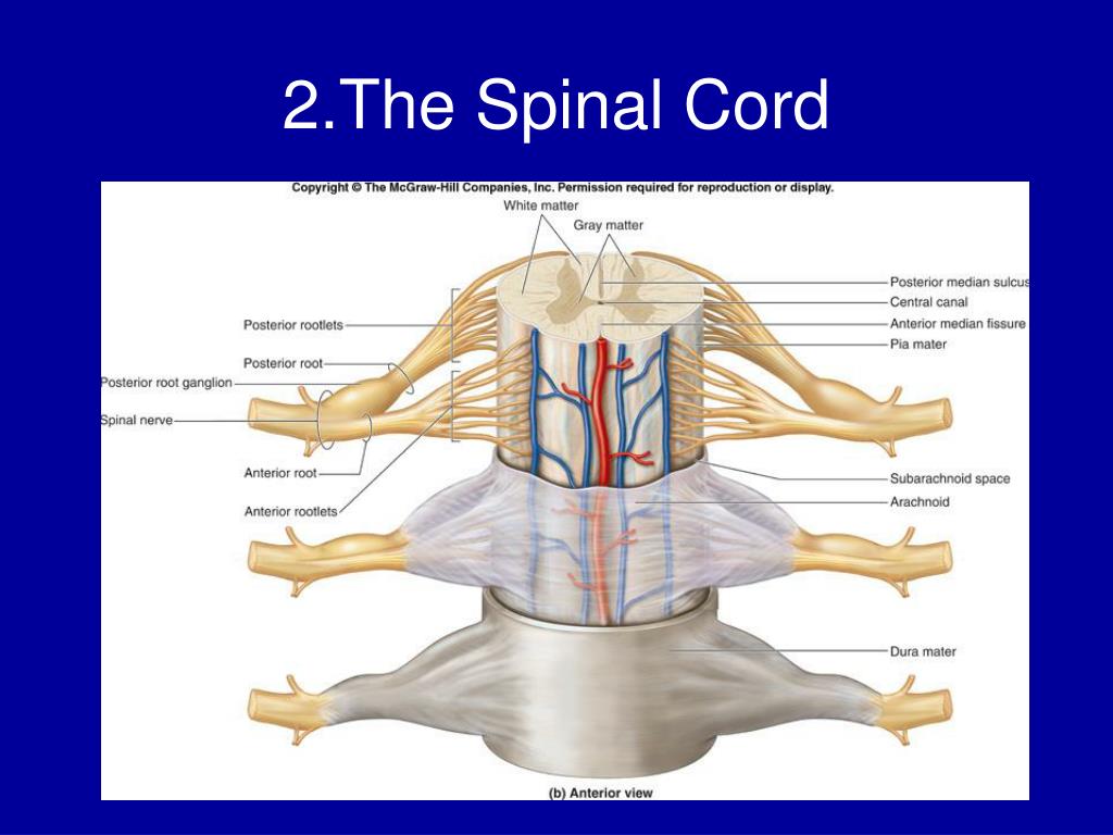 PPT - Central Nervous System PowerPoint Presentation, free download ...