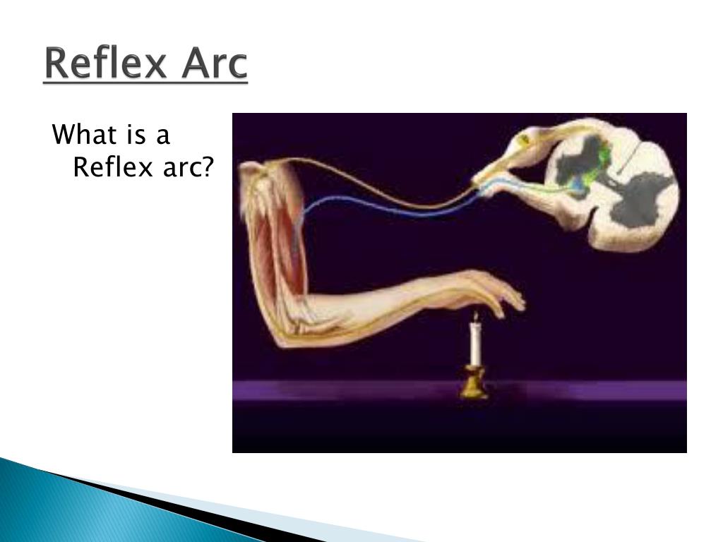 PPT - Reflex Arc PowerPoint Presentation, free download - ID:2558503