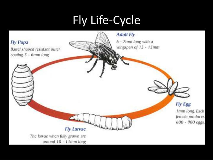 PPT - The Life Cycle of the Fly PowerPoint Presentation - ID:2585183