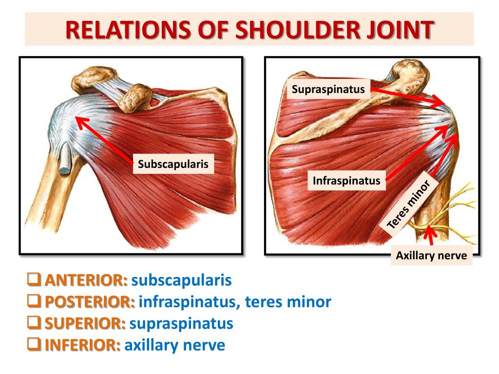 Anatomy Of The Shoulder Tendons - vrogue.co