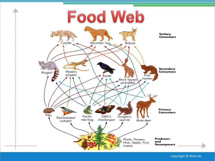 PPT - Temperate Deciduous Forest PowerPoint Presentation - ID:2638689