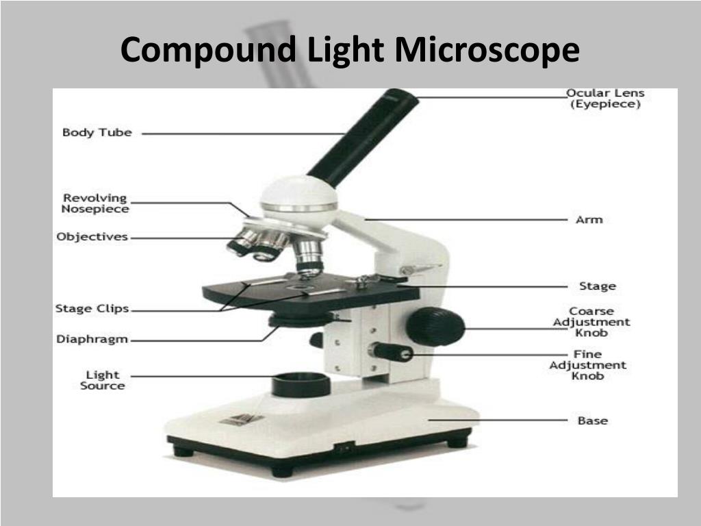 Components of compound microscope - pasaclassic