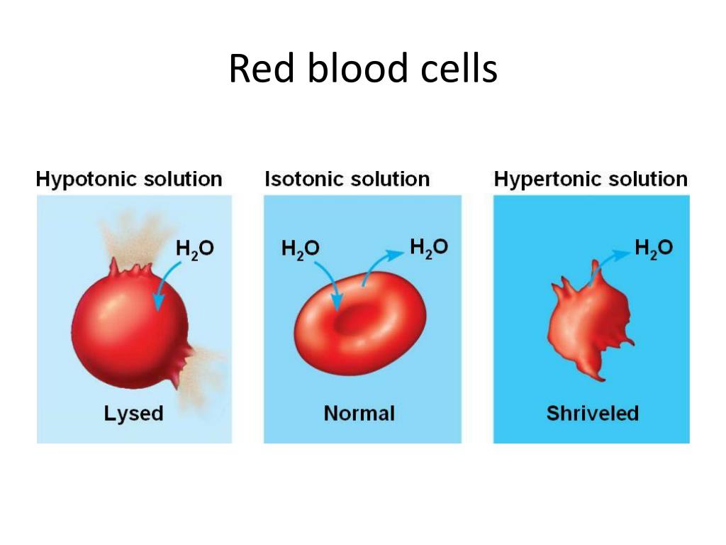 PPT - Intracellular transport PowerPoint Presentation, free download ...