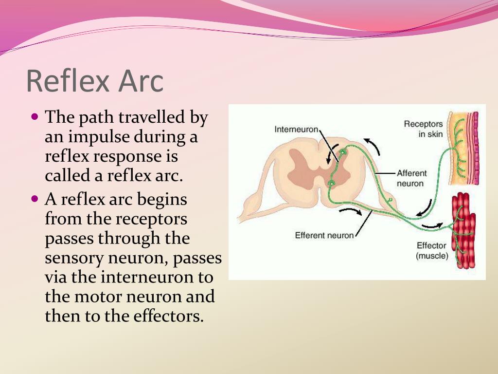 PPT - Control and Coordination PowerPoint Presentation, free download ...