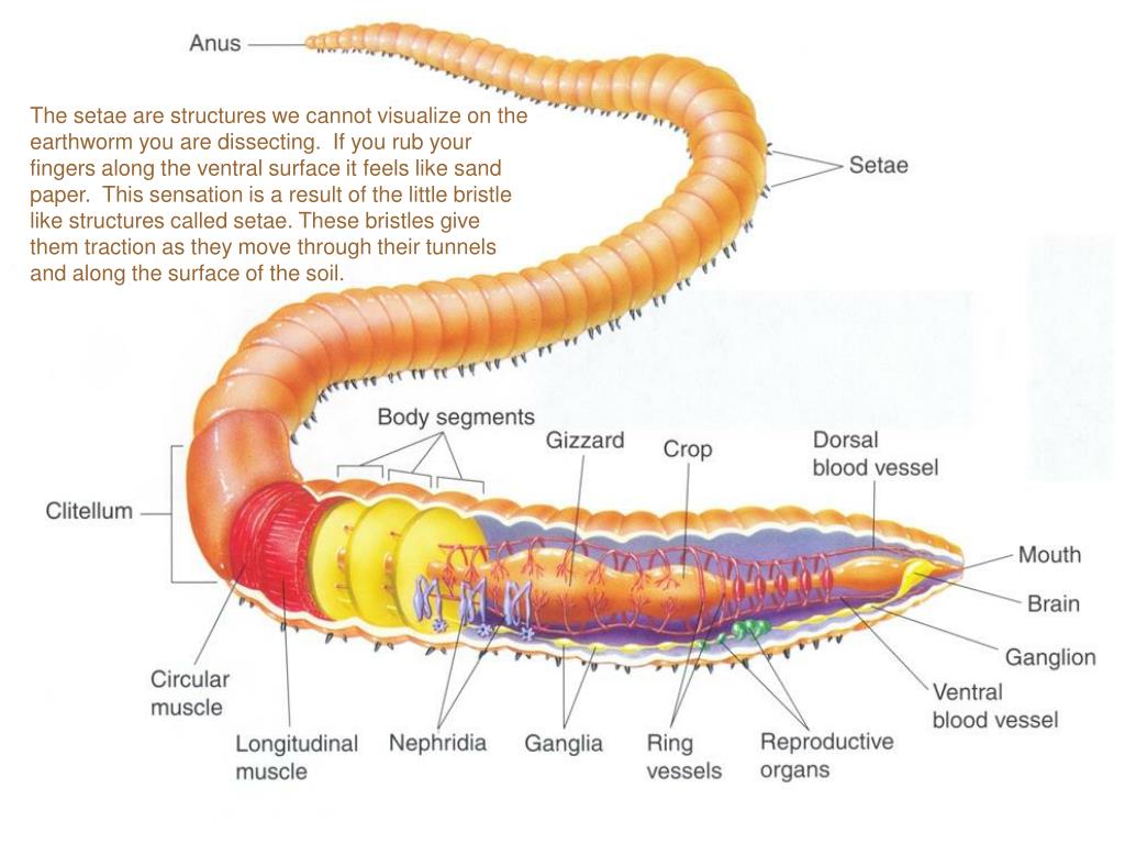 Worm Dissection Diagram