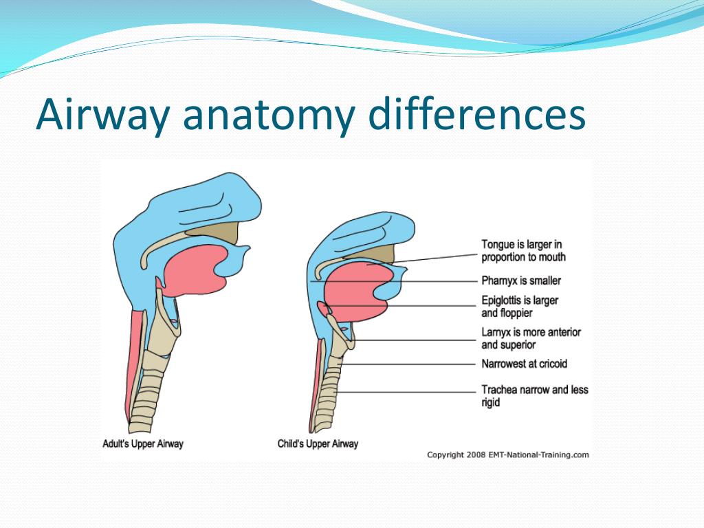 Airway Anatomy Intubation