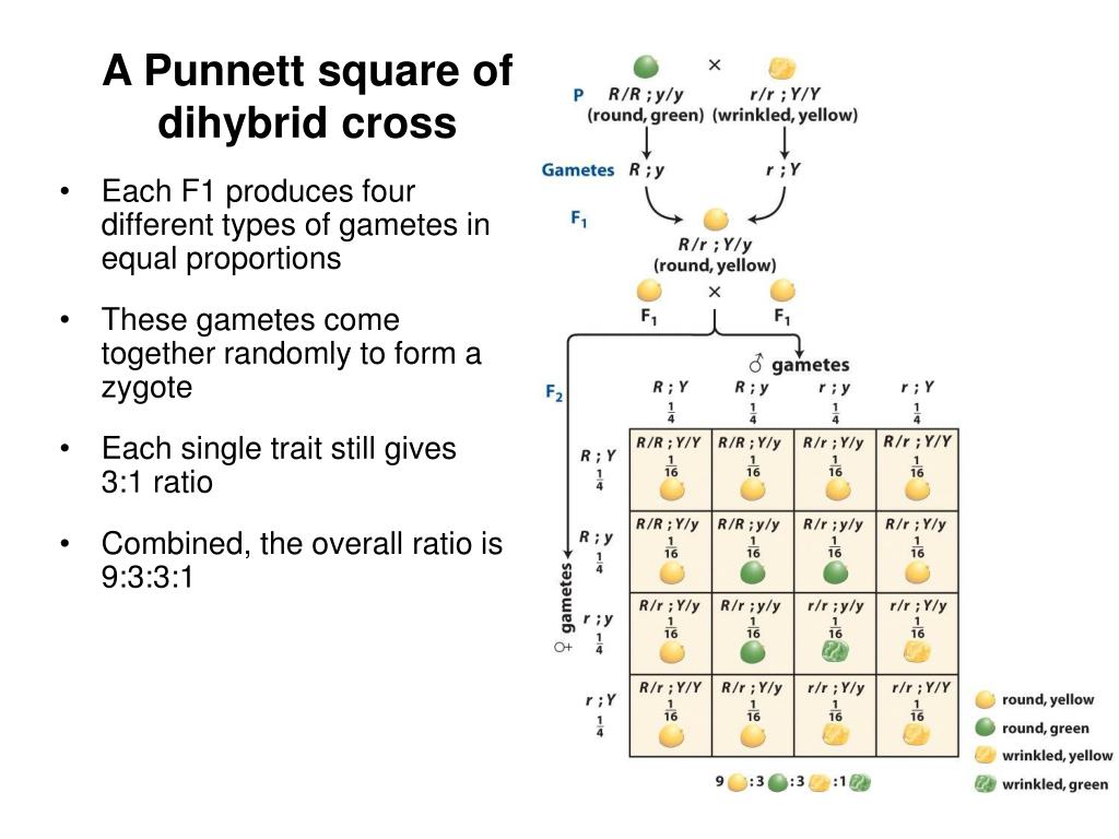 Dihybrid Punnett Square Genotype Ratio New Tests Punnett Square ...