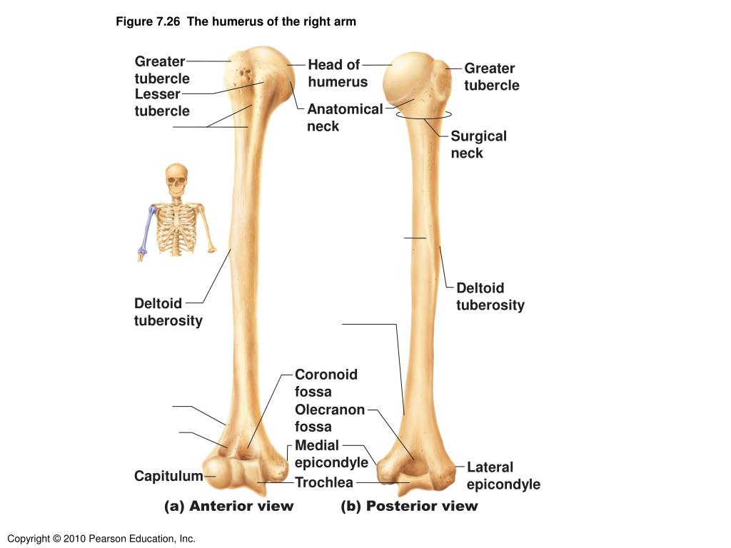 PPT - Figure 5.5 The human skeleton. PowerPoint Presentation, free ...