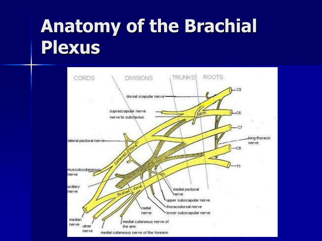 PPT - Shoulder Dystocia PowerPoint Presentation, free download - ID:3115098