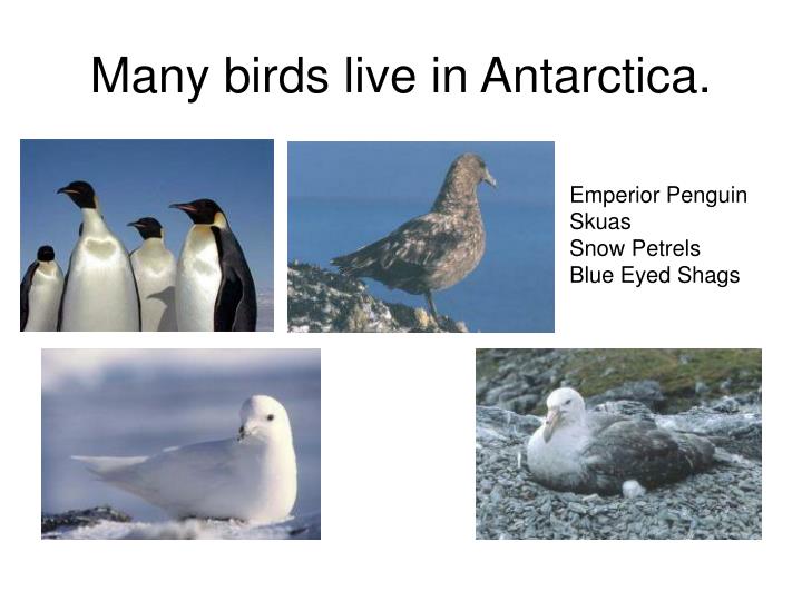 PPT - Antarctica PowerPoint Presentation - ID:3118642