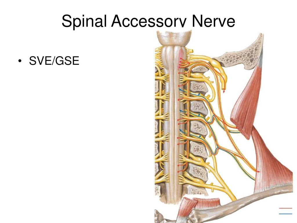 PPT - Cranial Nerves PowerPoint Presentation, free download - ID:3377564