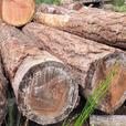 FIR LOGS FOR CUSTOM MILLING OR IN THE ROUND thumbnail image