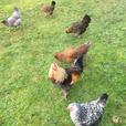 Laying Hens thumbnail image