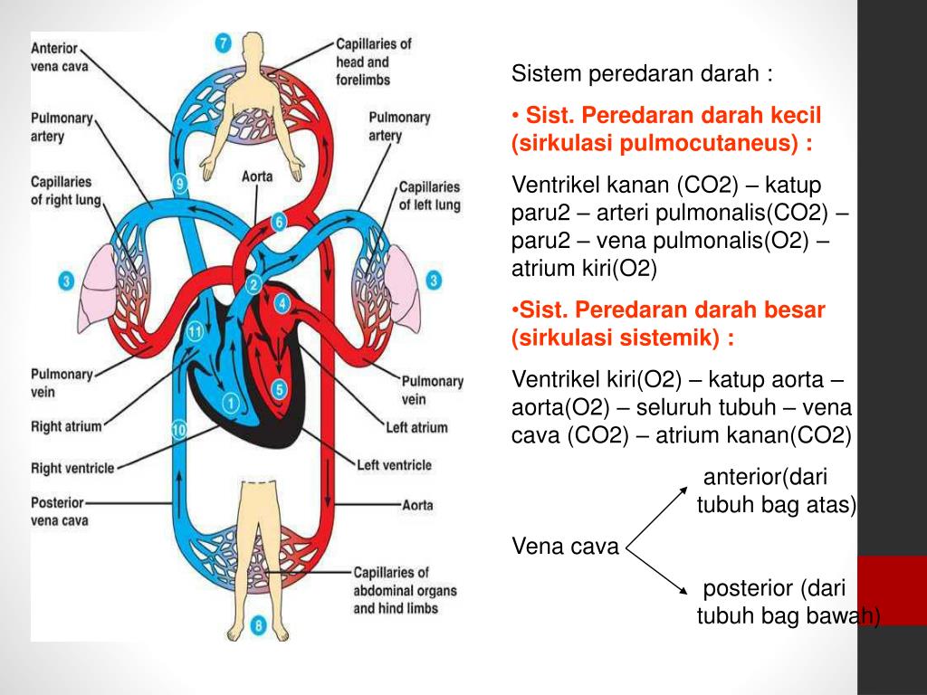 PPT SISTEM SIRKULASI  DARAH PowerPoint Presentation free 