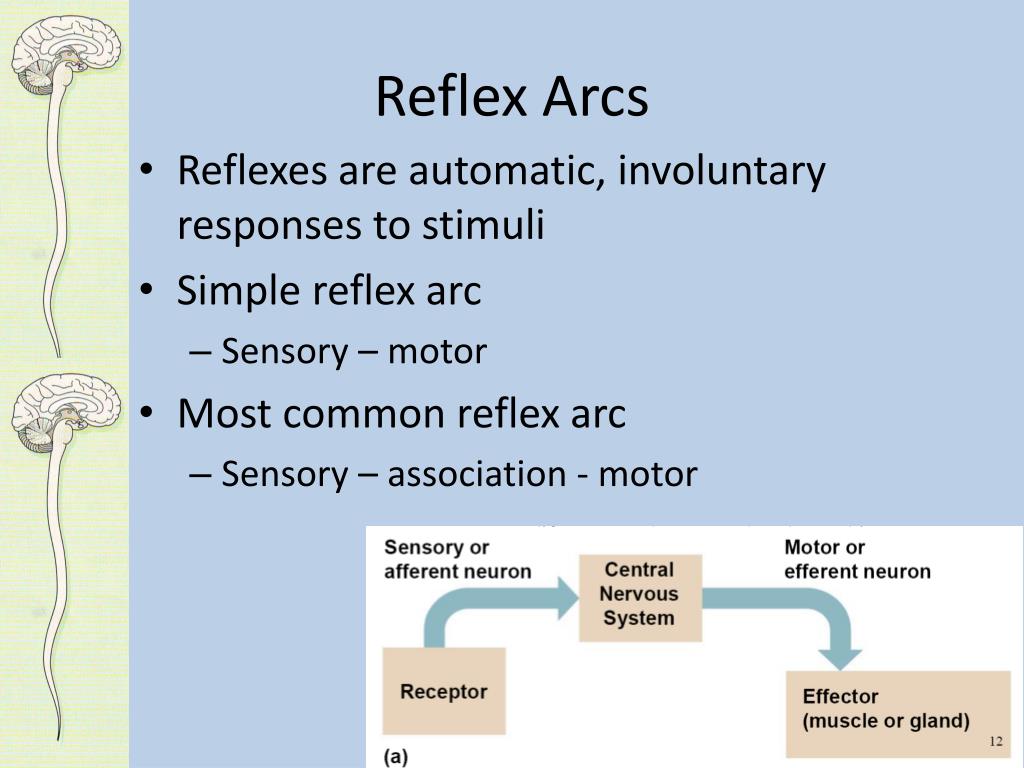 PPT - Nervous System Subdivisions PowerPoint Presentation, free ...