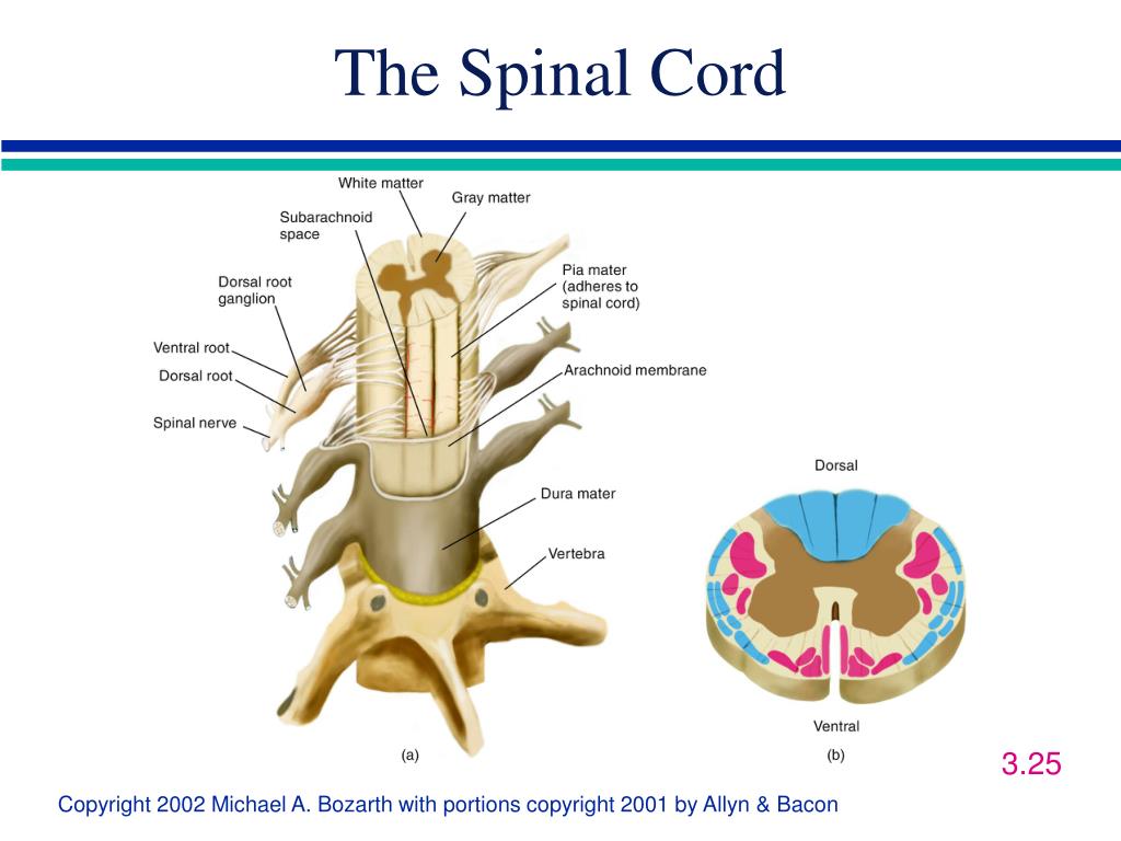 PPT - Biopsychology Chapter 3: Structure of the Nervous System ...