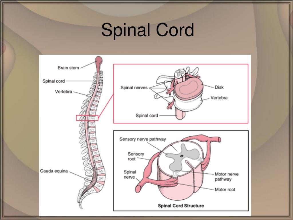 PPT - The Nervous System PowerPoint Presentation, free download - ID ...