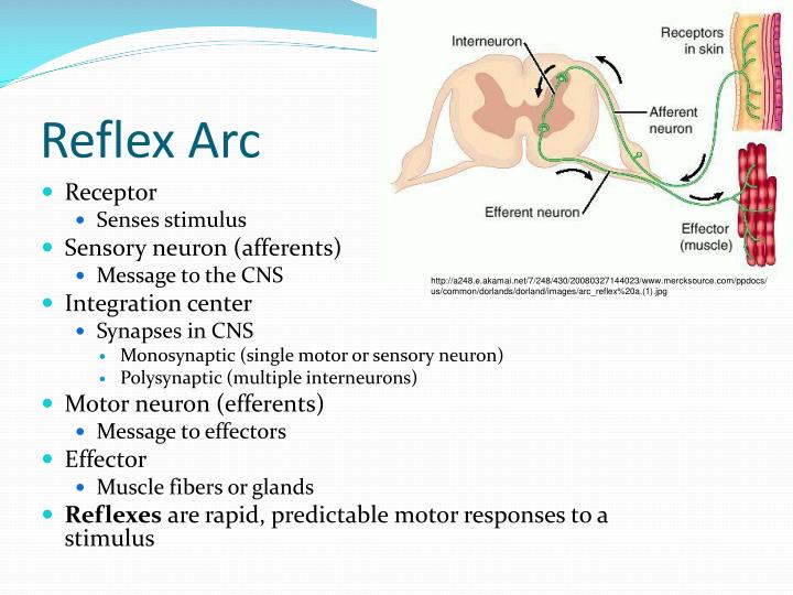 PPT - Peripheral Nervous System PowerPoint Presentation - ID:3861690