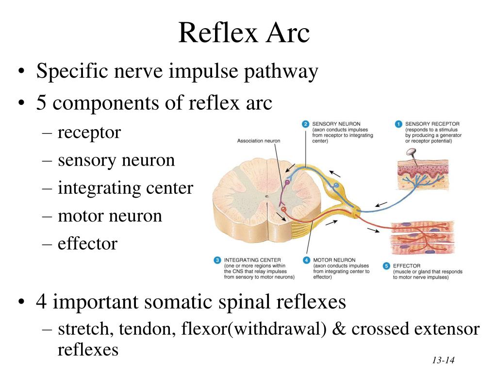 PPT - Chapter 13 The Spinal Cord & Spinal Nerves PowerPoint ...