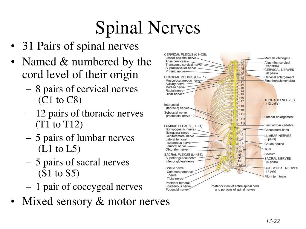 31 Pairs Of Spinal Nerves And Their Functions