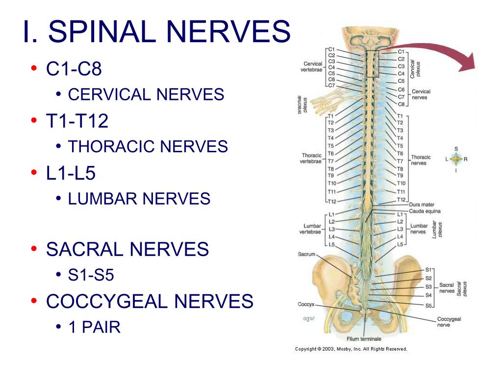 PPT - Chapter 14: Peripheral Nervous System PowerPoint Presentation ...